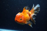 Thai Oranda  Tricolor 6 Inch (ID#1220To6b-93)