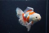 Thai Oranda  Red White 5.5 Inch (ID#0103T2b-64) Free2Day SHIPPING