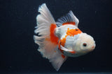 Thai Oranda  Red White 5.5 Inch (ID#0103T2b-64) Free2Day SHIPPING