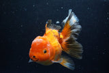 Thai Oranda  Tricolor 6 Inch (ID#1220To6b-93)