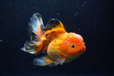 Thai Oranda  Tricolor 6 Inch (ID#1220To6b-93)