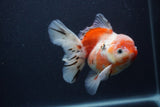 Thai Oranda  Calico 5.5 Inch (ID#0103T2b-65) Free2Day SHIPPING