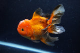 Thai Oranda  Tricolor 6 Inch (ID#1220To6b-93)