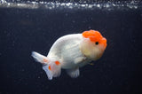 Juvenile Lionchu  Red White 3.5 Inch (ID#311R11b-7) Free2Day SHIPPING