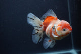 Thai Oranda  Calico 5.5 Inch (ID#0103T2b-65) Free2Day SHIPPING