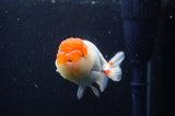 Juvenile Lionchu  Red White 3.5 Inch (ID#311R11b-7) Free2Day SHIPPING