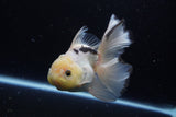 Thai Oranda  Panda 5 Inch (ID#1220To6b-94)