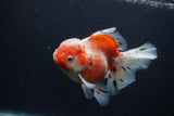 Thai Oranda  Calico 5.5 Inch (ID#0103T2b-65) Free2Day SHIPPING