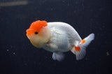 Juvenile Lionchu  Red White 3.5 Inch (ID#311R11b-7) Free2Day SHIPPING