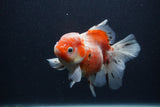 Thai Oranda  Calico 5.5 Inch (ID#0103T2b-65) Free2Day SHIPPING