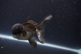 Thai Oranda  Panda 4 Inch (ID#1112To2a-69) Free2Day SHIPPING