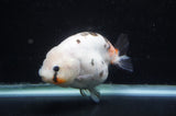 Milk Cow Ranchu  Calico 4.5 Inch (ID#411R10a-89) Free2Day SHIPPING