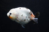 Milk Cow Ranchu  Calico 4.5 Inch (ID#411R10a-89) Free2Day SHIPPING
