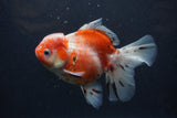 Thai Oranda  Calico 5.5 Inch (ID#0103T2b-65) Free2Day SHIPPING