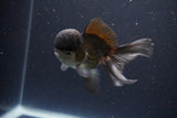 Thai Oranda  Panda 4 Inch (ID#1112To2a-69) Free2Day SHIPPING