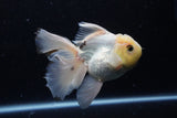 Thai Oranda  Panda 5 Inch (ID#1220To6b-94)