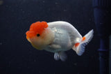 Juvenile Lionchu  Red White 3.5 Inch (ID#311R11b-7) Free2Day SHIPPING