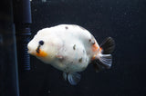 Milk Cow Ranchu  Calico 4.5 Inch (ID#411R10a-89) Free2Day SHIPPING