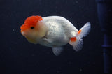 Juvenile Lionchu  Red White 3.5 Inch (ID#311R11b-7) Free2Day SHIPPING