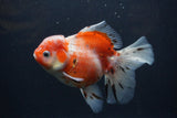 Thai Oranda  Calico 5.5 Inch (ID#0103T2b-65) Free2Day SHIPPING