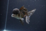 Thai Oranda  Panda 4 Inch (ID#1112To2a-69) Free2Day SHIPPING