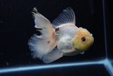 Thai Oranda  Panda 5 Inch (ID#1220To6b-94)