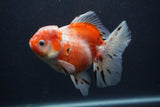 Thai Oranda  Calico 5.5 Inch (ID#0103T2b-65) Free2Day SHIPPING