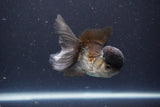 Thai Oranda  Panda 4 Inch (ID#1112To2a-69) Free2Day SHIPPING