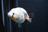 Milk Cow Ranchu  Calico 4.5 Inch (ID#411R10a-89) Free2Day SHIPPING
