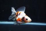 Ryukin  Calico 3 Inch (ID#920Ry7a-2) Free2Day SHIPPING