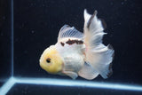 Thai Oranda  Panda 5 Inch (ID#1220To6b-94)