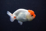 Juvenile Lionchu  Red White 3.5 Inch (ID#311R11b-7) Free2Day SHIPPING
