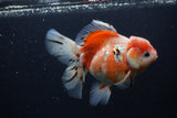 Thai Oranda  Calico 5.5 Inch (ID#0103T2b-65) Free2Day SHIPPING