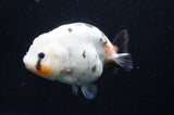 Milk Cow Ranchu  Calico 4.5 Inch (ID#411R10a-89) Free2Day SHIPPING
