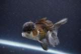 Thai Oranda  Panda 4 Inch (ID#1112To2a-69) Free2Day SHIPPING