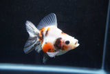 Ryukin  Calico 3 Inch (ID#920Ry7a-2) Free2Day SHIPPING