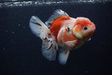 Thai Oranda  Calico 5.5 Inch (ID#0103T2b-65) Free2Day SHIPPING