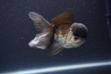 Thai Oranda  Panda 4 Inch (ID#1112To2a-69) Free2Day SHIPPING