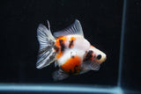 Ryukin  Calico 3 Inch (ID#920Ry7a-2) Free2Day SHIPPING