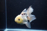 Thai Oranda  Panda 5 Inch (ID#1220To6b-94)