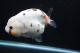 Milk Cow Ranchu  Calico 4.5 Inch (ID#411R10a-89) Free2Day SHIPPING