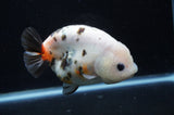 Milk Cow Ranchu  Calico 4.5 Inch (ID#411R10a-89) Free2Day SHIPPING