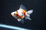 Ryukin  Calico 3 Inch (ID#920Ry7a-2) Free2Day SHIPPING