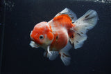 Thai Oranda  Calico 5.5 Inch (ID#0103T2b-65) Free2Day SHIPPING