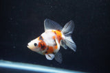 Ryukin  Calico 3 Inch (ID#920Ry7a-2) Free2Day SHIPPING