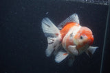 Thai Oranda  Calico 5.5 Inch (ID#0103T2b-65) Free2Day SHIPPING