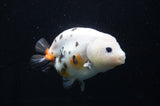 Milk Cow Ranchu  Calico 4.5 Inch (ID#411R10a-89) Free2Day SHIPPING