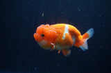 Juvenile Lionchu  Red White 4 Inch (ID#311R11b-8) Free2Day SHIPPING