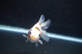 Ryukin  Calico 3 Inch (ID#920Ry7a-2) Free2Day SHIPPING