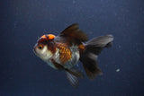 Thai Oranda  Tricolor 4.5 Inch (ID#1112To2a-70) Free2Day SHIPPING